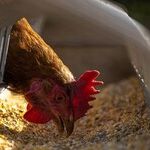 Avian Flu Is Crushing Farmers