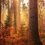 Words for the Fall
