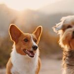 Forced to Make an Impossible Choice