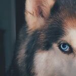 No Compromise When It Comes to the Dogs