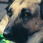 Sending St. Patrick's Day Blessings