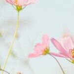 The Many Meanings of Mother's Day