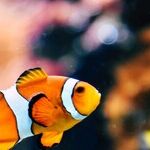 Fish-Sitting Favor Ends in Guilt