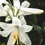 Flustered by Funeral Flowers