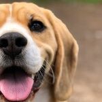 Neighbor's Barking Dog Keeps Baby Awake