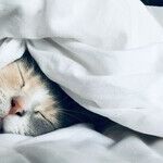 Saving My Sleep With a Snorer