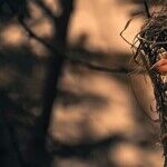 Leaving the Nest