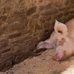 Cheating Pig