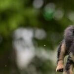 Wanting a Furry Friend