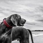A Companion for All Time