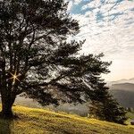 Tree Dispute With Neighbors