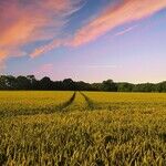 Happy in the Country