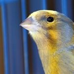Ruffling Some Feathers