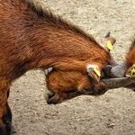No Consequences for Bad Behavior