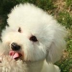 Fido Can't Hold It