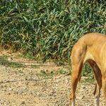 An Open Letter for 'Be Kind to Animals Week'