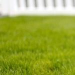 Sullied Grass