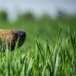 Lessons From a Dog