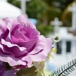 Disappearing Cemetery Flowers