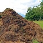 When Composting Goes Too Far