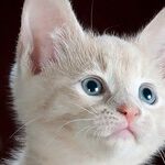 How to Give Your Cat a Pill