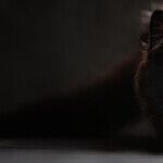 Problem Cat Costing Thousands