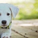 Getting Ready for a New Dog