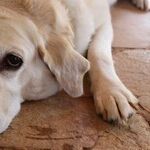 Unfit Fido