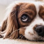 Socializing a Skittish Dog