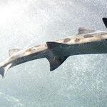 Shark on the Hunt