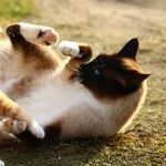 Furry Foes and Floppy Friends