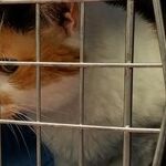 Adding Pets to Your Disaster Preparedness Plans