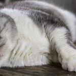 Hostile Husband Needs to Stop Animal Harassment