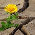 Understanding Narcissism