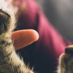 Concerned for Cat and 'Depressed and Confused'