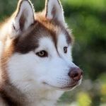 Replacing a Beloved Pet