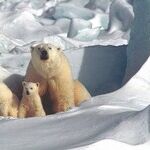 Back Down, Mama Bear