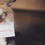 Valentines to Our Troops