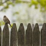 Firmly on the Fence
