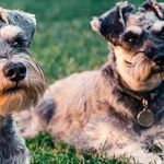 Communication Has Gone to the Dogs