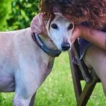 Racing to Adopt a Greyhound