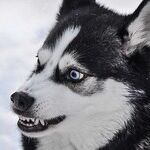 When the Bite Impacts Past the Attack