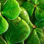 Happy St. Patrick's Day