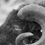 Being the Black Sheep