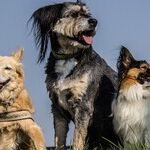 Going to the Dogs