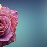 Love Never Dies