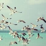 Let Your Children Fly