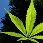 Drive While High, Get a DUI