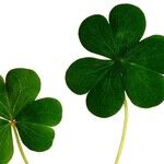 As Luck Would Have It