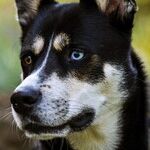 Dog Drama
